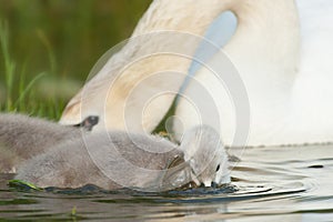 Mute swan