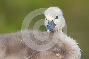 Mute swan