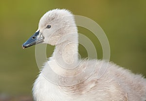 Mute swan