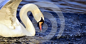 Mute Swan