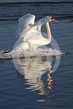 Mute Swan