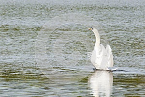 Mute swan