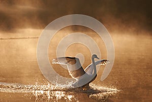 Mute Swan