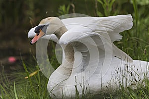 A Mute swan