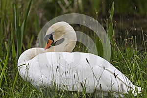 Mute swan