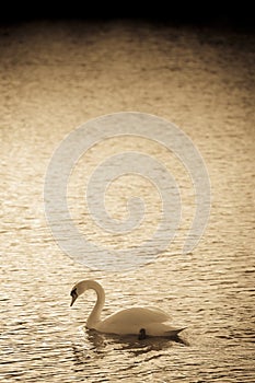 Mute Swan Abstract