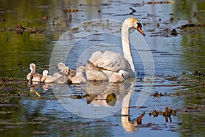 Mute Swan and Baby Cygnets In Pond photo