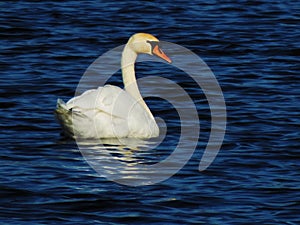 Mute swan in the baltic sea photo