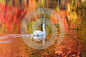 Mute Swan basking in Autumn Colors