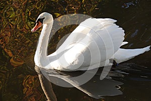 Blanco cisne en rechazar en países bajos 