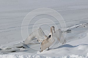 Mute swan bird (Cygnus olor)