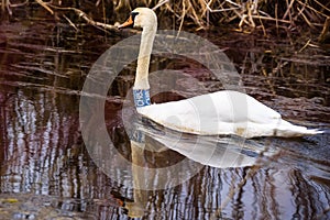 Mute swan bird, cygnus olor at lake