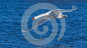 Mute swan. Bird flying over the river