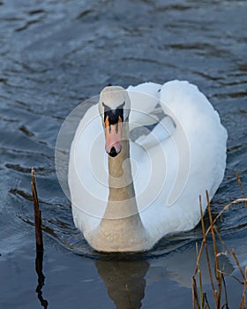 Mute Swan, Bird swimming on pond.