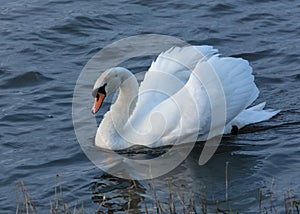 Mute Swan, Bird swimming on pond.