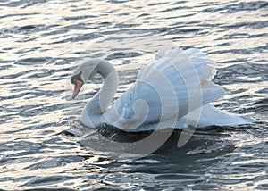 Mute Swan, Bird swimming on pond.