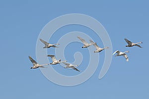 Mute swan birds (Cygnus olor)