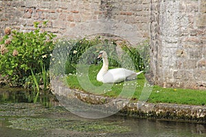 Mute Swan At The Bishop\'s Palace, Wells, Somerset, England