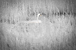 Mute swan in black and white, breeding on a nest in the reeds on the Darrs near Zingst