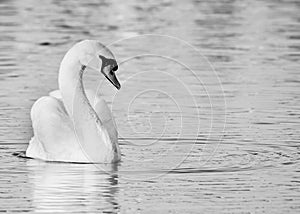 Mute Swan in black and white on a Florida lake