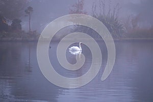 A mute swan in the centre of a misty lake