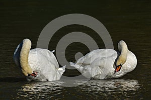 Mute Swan clean oneself