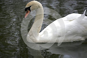 Mute swan close up