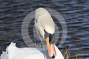 Mute swan close up of head