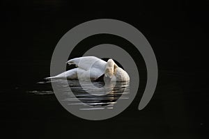 Mute swan coming in to land at the lake