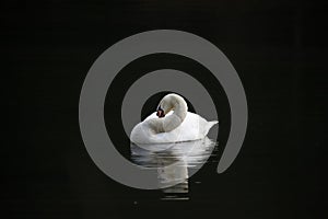 Mute swan coming in to land at the lake