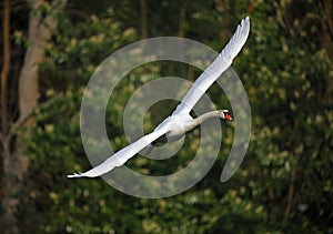 Mute swan coming in to land at the lake