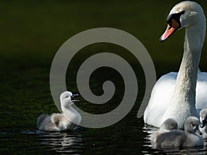 Mute swan and crying cygnet on a sunny day in spring