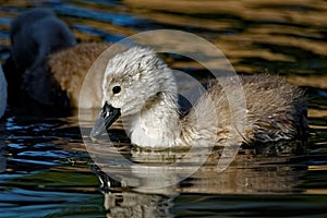 Mute Swan Cygnet