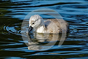 Mute Swan Cygnet