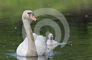 Mute Swan with cygnet