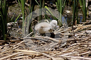 Mute Swan Cygnet Climbs  700940