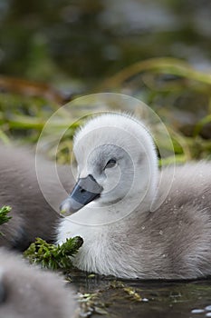 Mute Swan cygnet close up on the water