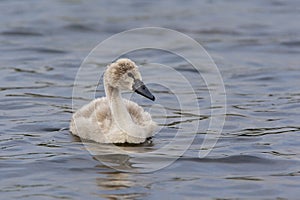 Mute Swan cygnet