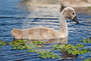 Mute Swan Cygnet in Danube Delta