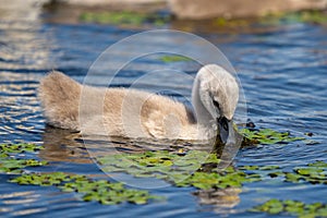 Mute Swan Cygnet in Danube Delta