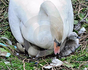 Mute swan, cygnet, and hatching egg