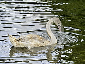 Mute Swan Cygnet on a River Chard Somerset