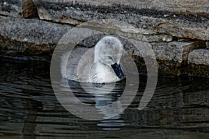 Mute Swan Cygnet Reflecting