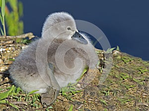 Mute Swan Cygnet