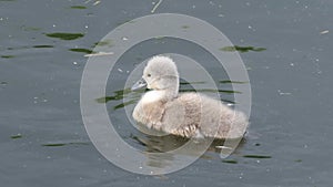 Mute swan cygnet swimming