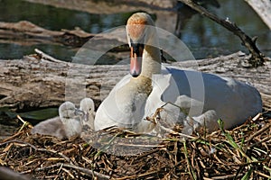 Mute Swan & Cygnets