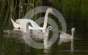 Mute Swan with cygnets