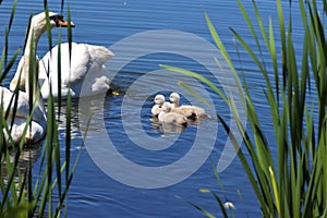 Mute Swan with Cygnets  700907