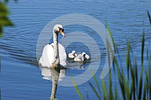 Mute Swan with Cygnets  700923