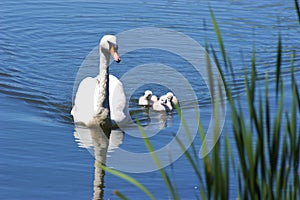 Mute Swan with Cygnets  700924